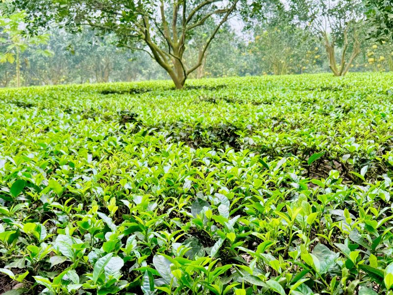 Kinh nghiệm du lịch Ba Vì 2 ngày 1 đêm tự túc từ A - Z 11