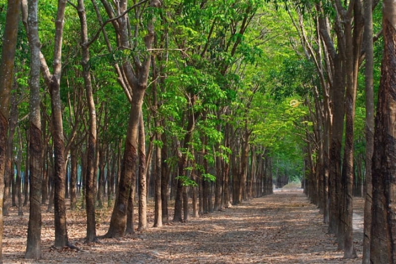 Du lịch Bù Đăng, Bình Phước: Góc thiên nhiên hoang sơ gần Sài Gòn 9