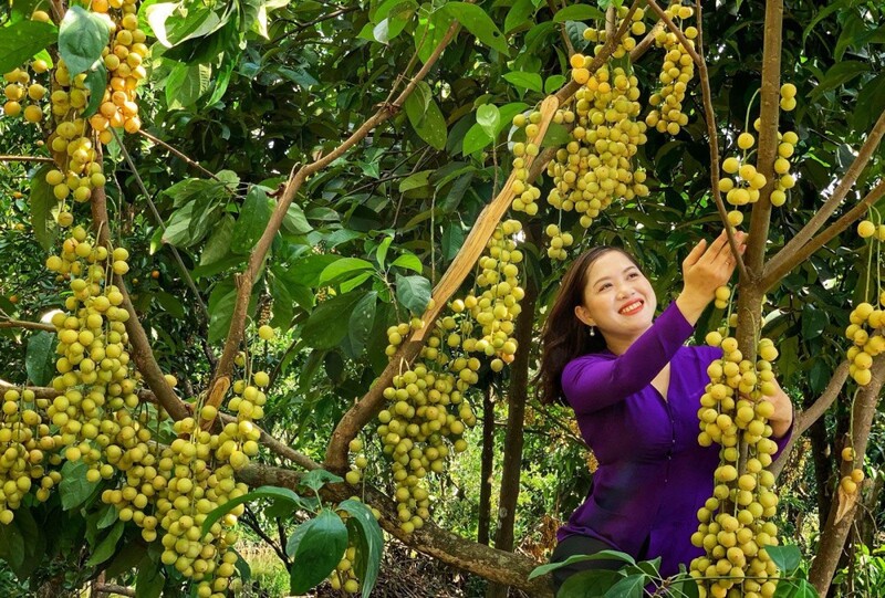 Du lịch đến Cái Răng Cần Thơ với chợ nổi và miệt vườn 7