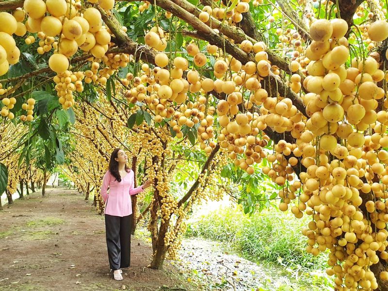 Du lịch Cần Thơ tháng 7: Mùa trái cây miệt vườn đáng trải nghiệm 5