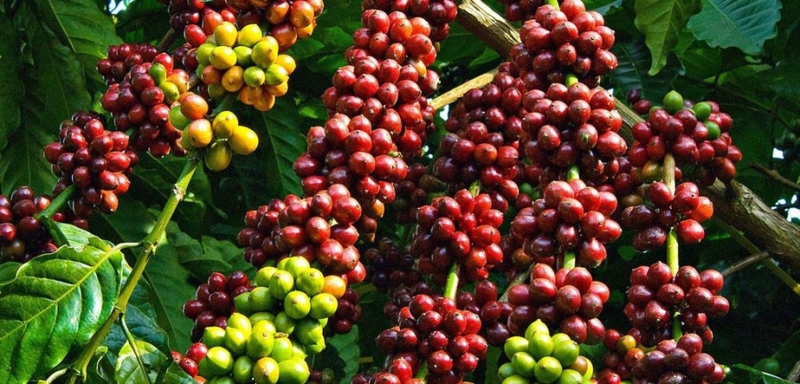 Kinh nghiệm du lịch cao nguyên Di Linh hoang sơ, quyến rũ 11
