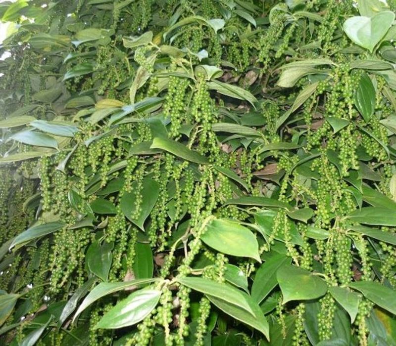 Du lịch Châu Đức: Kinh nghiệm vui chơi tại 'thủ phủ' sinh thái mới của Vũng Tàu 7