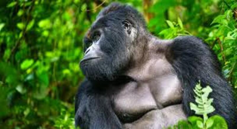Kinh nghiệm du lịch Congo tự túc, chinh phục trái tim xanh của Châu Phi 5