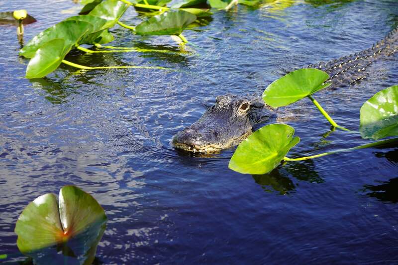 Thả mình giữa Fort Lauderdale, hành trình khám phá Venice của nước Mỹ 6
