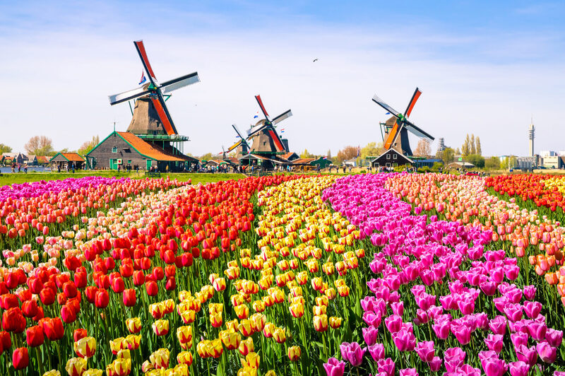 Kinh nghiệm du lịch Hà Lan xứ sở của những chiếc cối xay gió 3