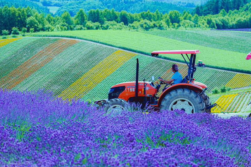 Du lịch Hokkaido mùa hè, khám phá loạt thắng cảnh ấn tượng 3