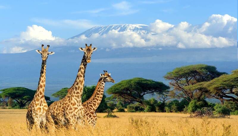 Du lịch Kenya và khám phá vẻ đẹp nguyên sơ nơi lục địa Đen 2