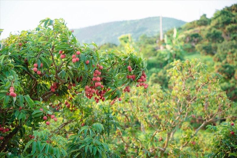 Du lịch Lục Ngạn Bắc Giang, vùng đất mang nét đẹp truyền thống 3