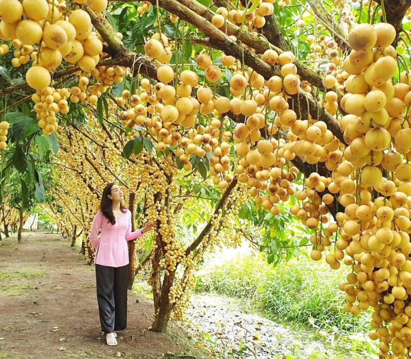 Du lịch miệt vườn Miền Tây, trải nghiệm vườn trái cây trĩu quả 8