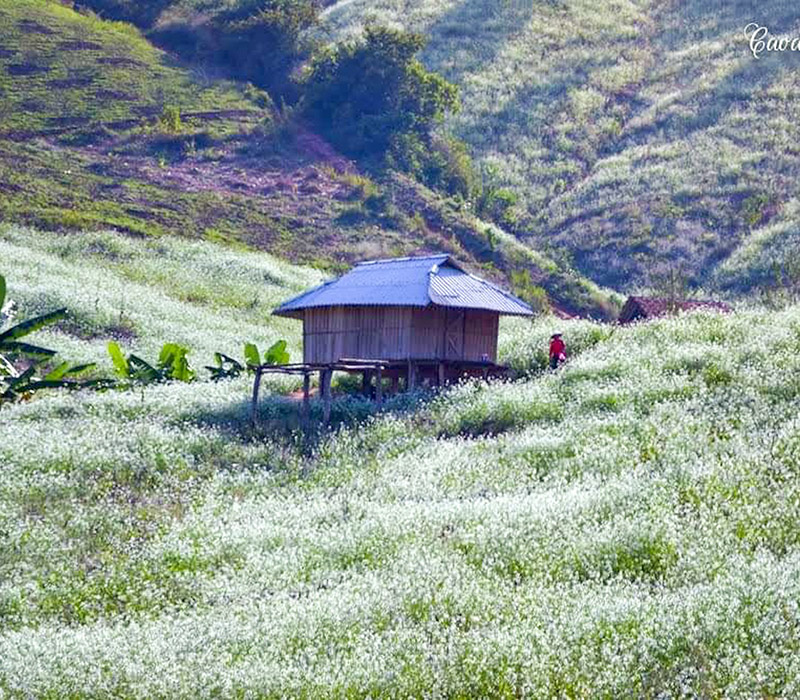 10 địa điểm du lịch Mộc Châu đẹp mê mẩn lòng người 12