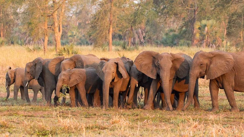 Du lịch Mozambique, khám phá bờ biển Đông Nam Phi hoang sơ 11