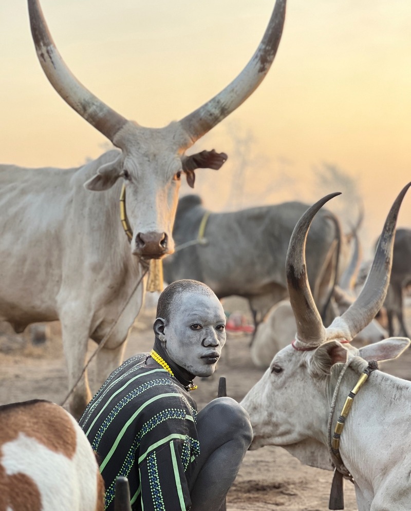 Người chăn bò ngồi giữa đàn bò sừng dài tại trại gia súc Mundari, Nam Sudan