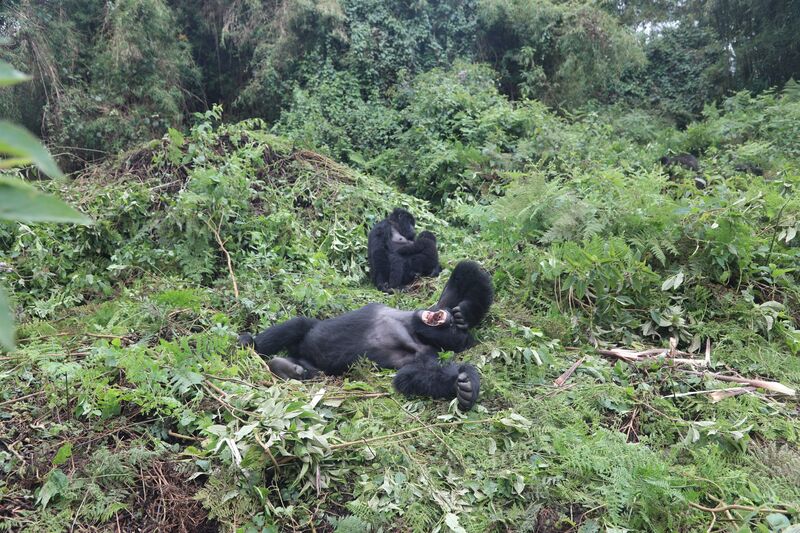Cẩm nang du lịch Rwanda, khám phá đất nước ngàn đồi 8