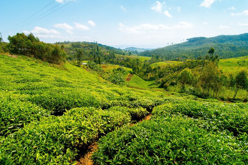 Cẩm nang du lịch Rwanda, khám phá đất nước ngàn đồi 5