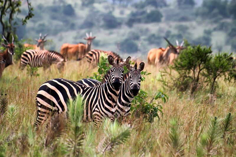 Cẩm nang du lịch Rwanda, khám phá đất nước ngàn đồi 7