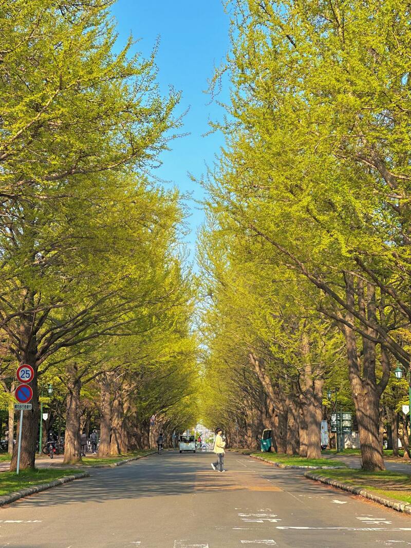Review du lịch thành phố Sapporo xinh đẹp của vùng Hokkaido 13