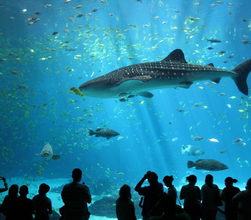 Du lịch Singapore 4 ngày 3 đêm: Lịch trình chinh phục đảo quốc sư tử 8