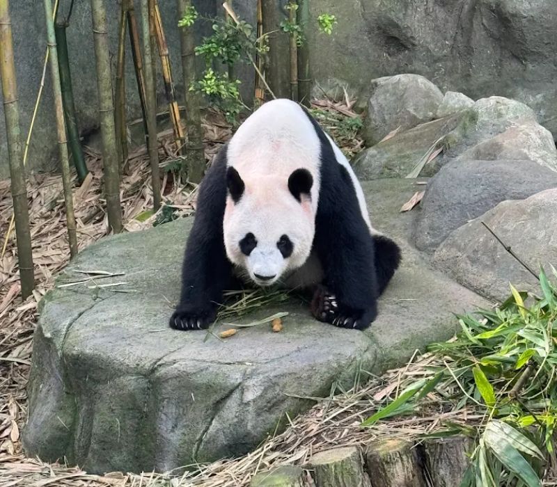 Du lịch Singapore 4 ngày 3 đêm: Lịch trình chinh phục đảo quốc sư tử 9