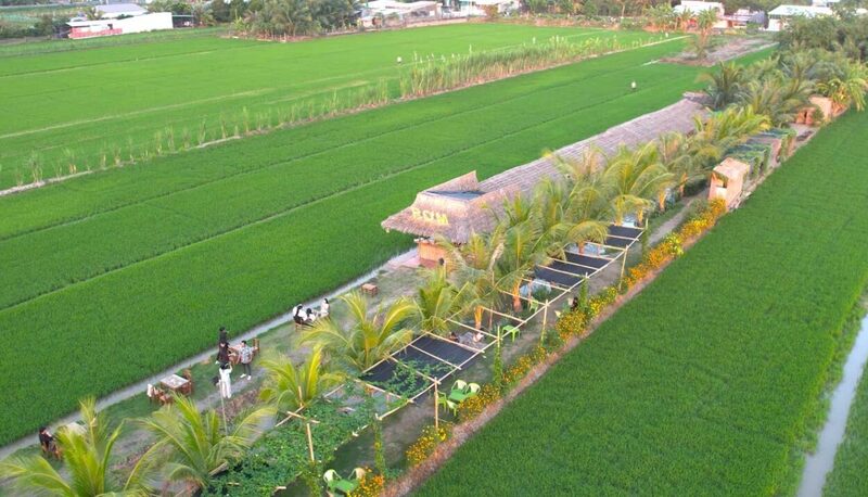 Kinh nghiệm du lịch Thới Lai Cần Thơ, đi chậm giữa miền quê bình dị 2