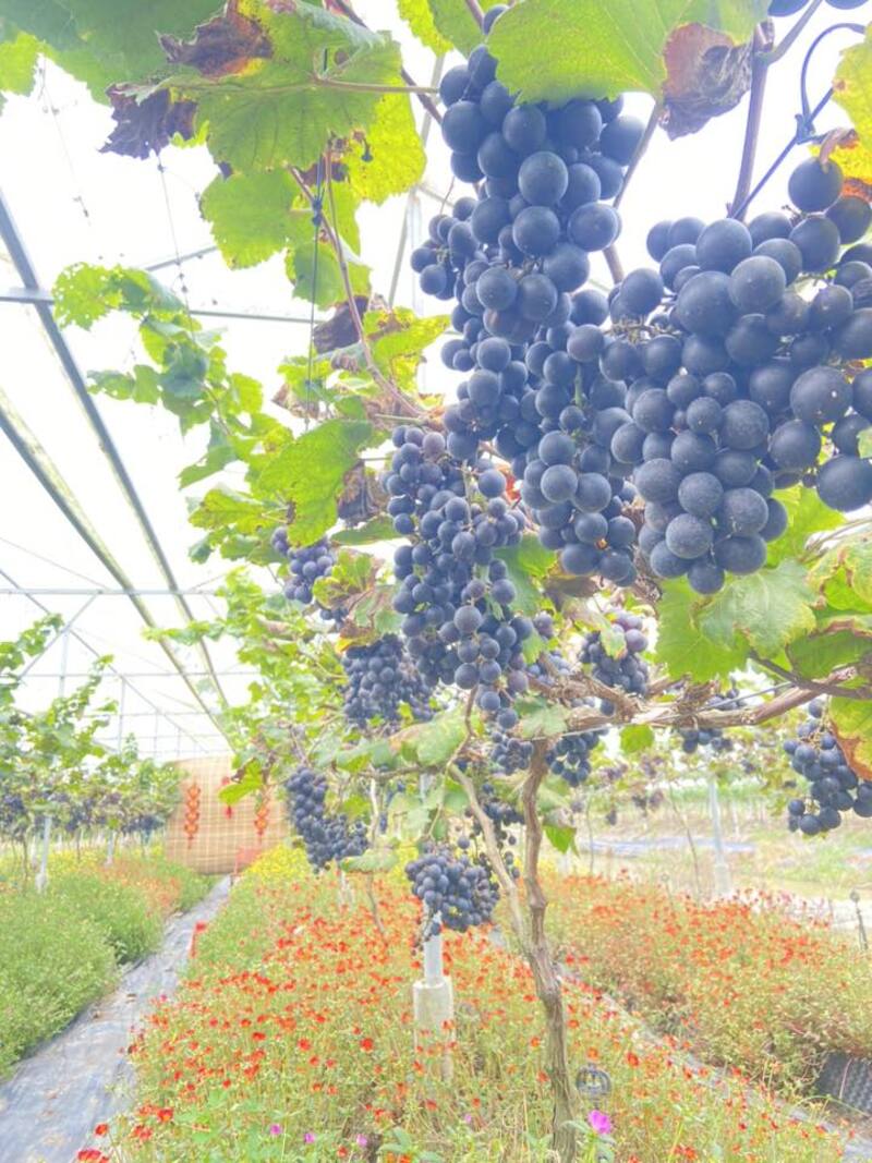 Kinh nghiệm du lịch Thới Lai Cần Thơ, đi chậm giữa miền quê bình dị 3
