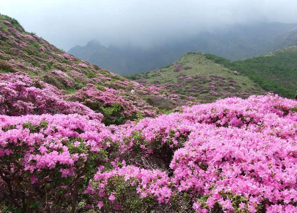 Du lịch Vị Xuyên - Hà Giang: Nơi hoa nở trên sỏi đá khô cằn 3