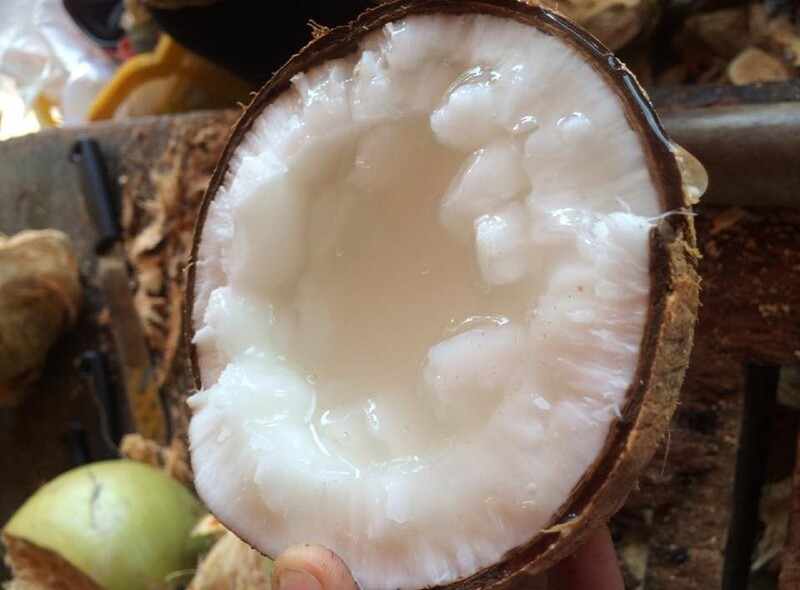 Đặc sản dừa sáp Trà Vinh và những cách chế biến chuẩn miền Tây 6