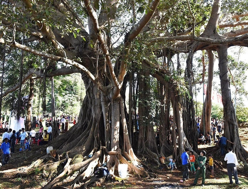 Đức Cơ Gia Lai nơi thiên nhiên hoang sơ hòa quyện cùng dòng chảy lịch sử 2