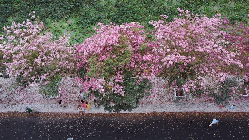 Rực rỡ đường hoa kèn hồng nức tiếng Cần Thơ 3