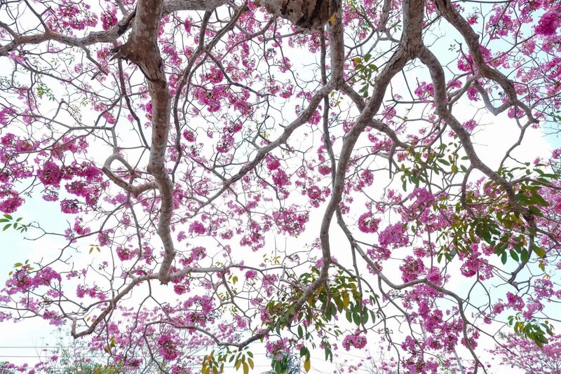 Rực rỡ đường hoa kèn hồng nức tiếng Cần Thơ 4