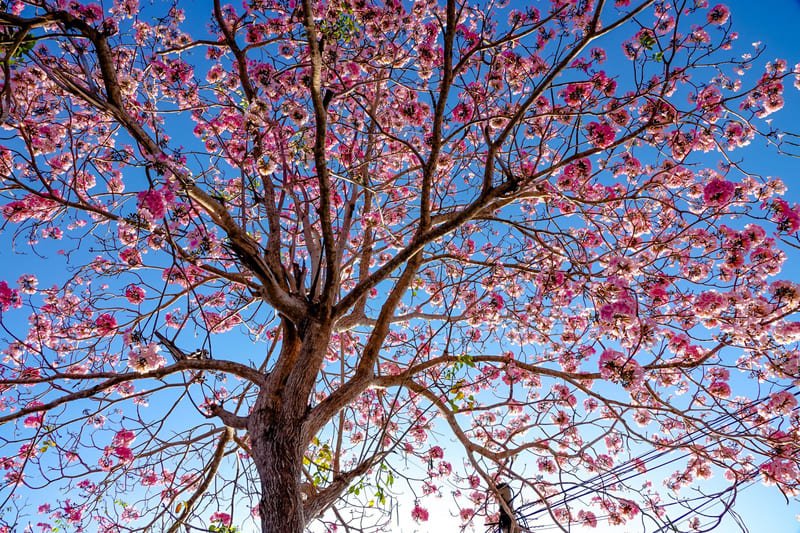 Rực rỡ đường hoa kèn hồng nức tiếng Cần Thơ 5