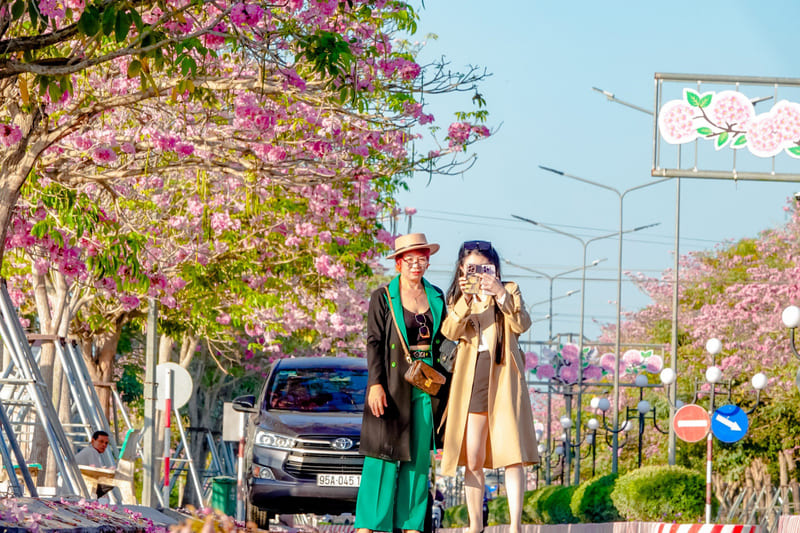 Rực rỡ đường hoa kèn hồng nức tiếng Cần Thơ 6