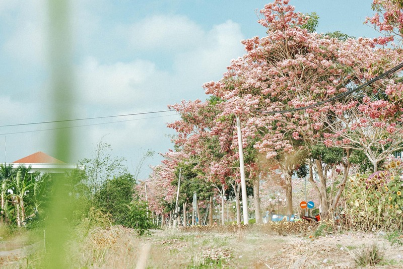 Rực rỡ đường hoa kèn hồng nức tiếng Cần Thơ 7