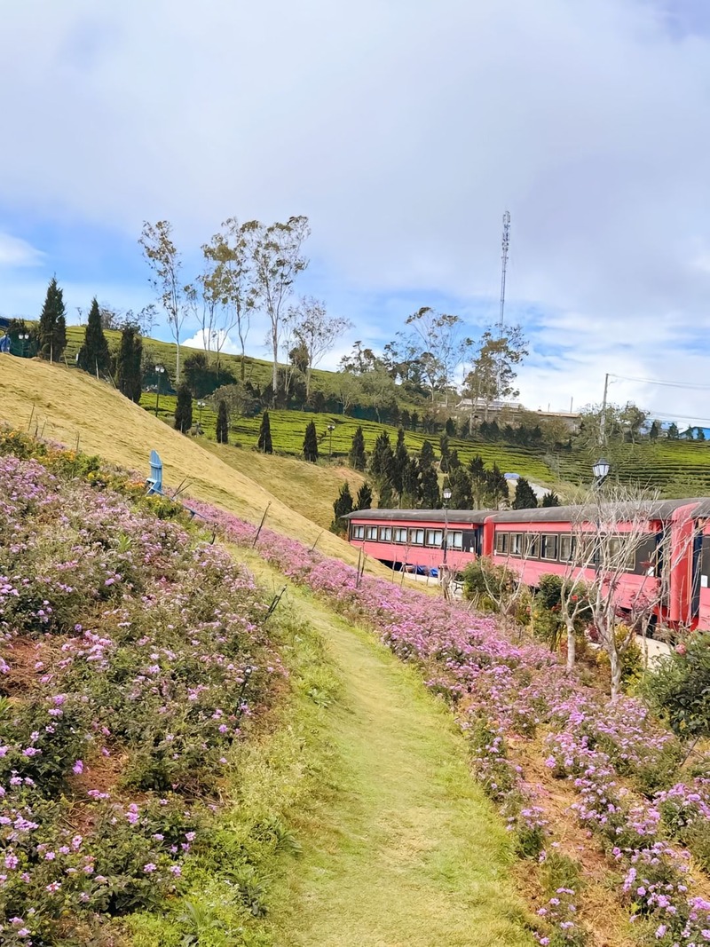 Euro Garden Cầu Đất, check-in góc trời Âu giữa đồi chè 6