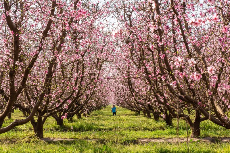 Trải nghiệm Fresno sân chơi quanh năm của California 6
