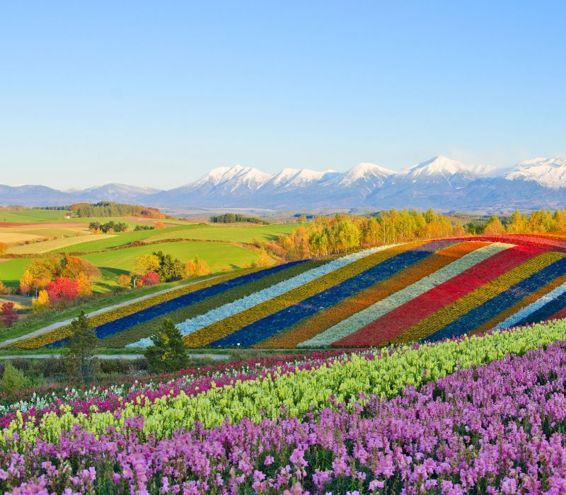 Furano có gì mà được ví như trái tim của Hokkaido? 2