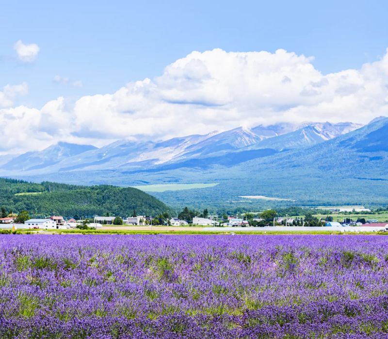 Furano có gì mà được ví như trái tim của Hokkaido? 3