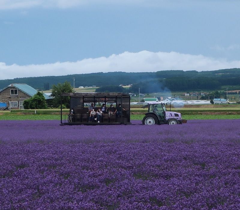 Furano có gì mà được ví như trái tim của Hokkaido? 4