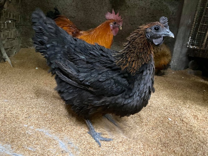 Gà đen Tây Bắc: Thức quà quý đầy bổ dưỡng của người H’Mông 2