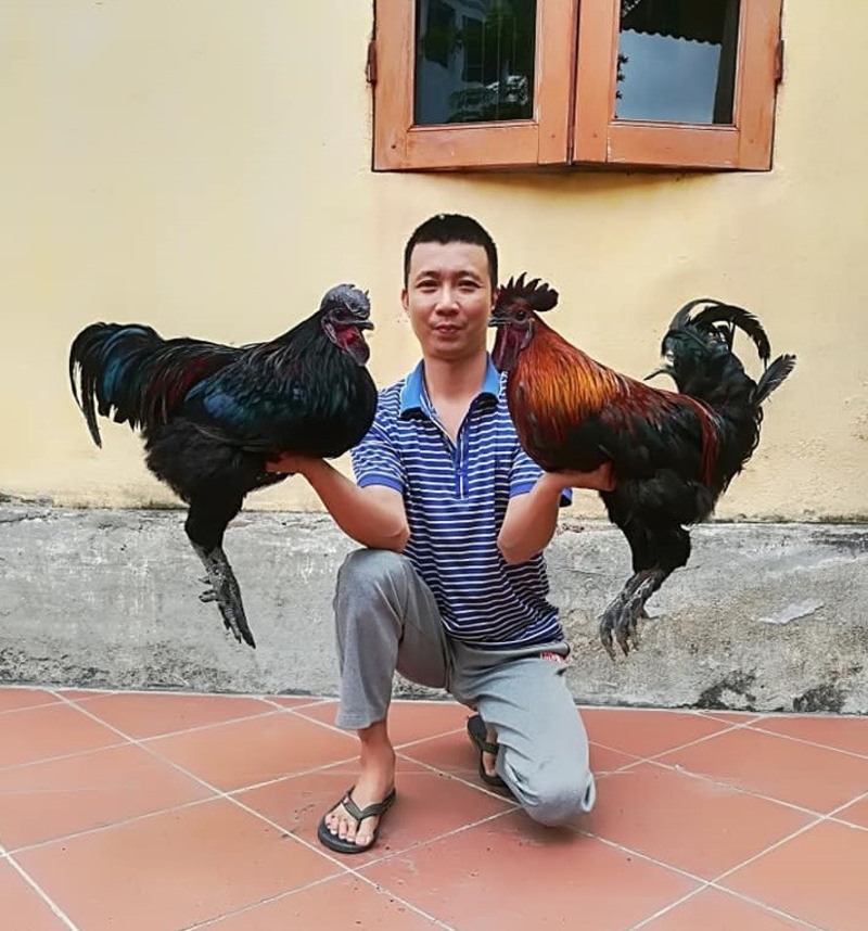 Gà đen Tây Bắc: Thức quà quý đầy bổ dưỡng của người H’Mông 4