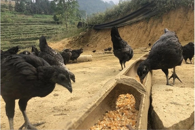 Gà đen Tây Bắc: Thức quà quý đầy bổ dưỡng của người H’Mông 5