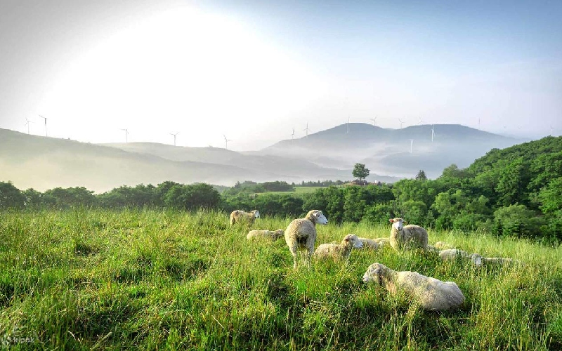Gangwon Hàn Quốc: Những trải nghiệm nhất định phải thử 6