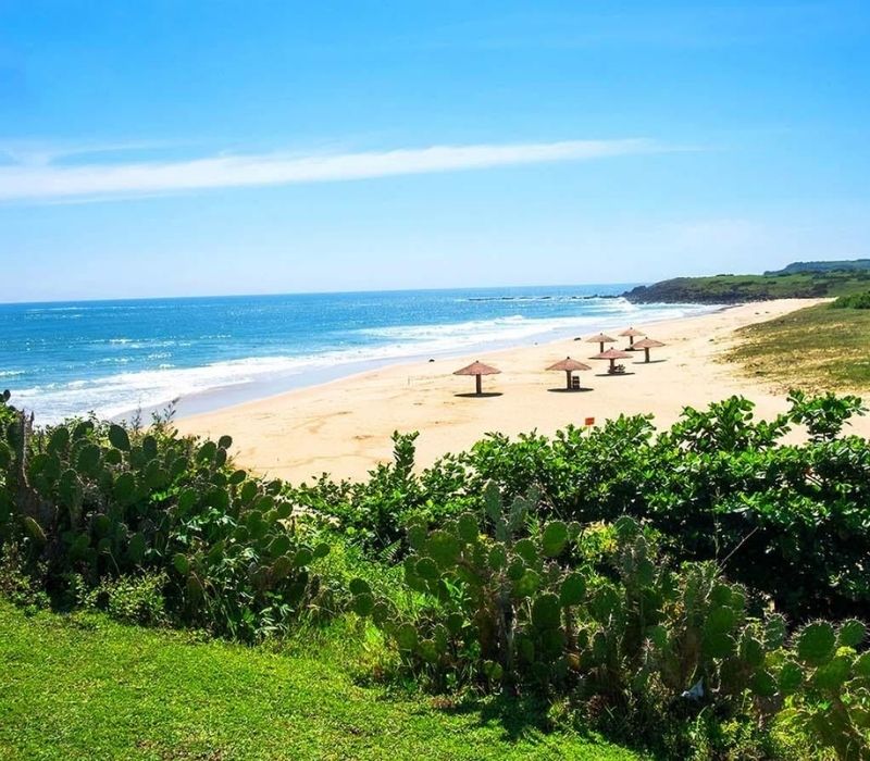 Gành Ông: Khám phá thiên đường hoa vàng trên cỏ xanh từ A - Z