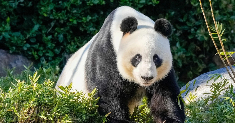 Gấu trúc, từ “báu vật” núi rừng đến quốc bảo Trung Quốc 5