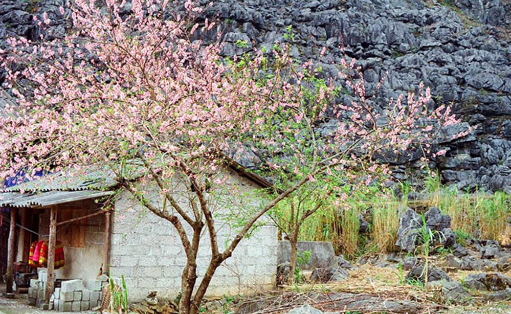 Ghé Sủng Là chiêm ngưỡng Mùa hoa mận trắng, hoa đào ở Hà Giang rực rỡ 3