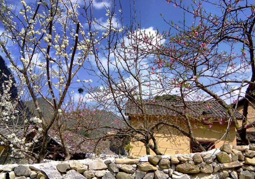 Ghé Sủng Là chiêm ngưỡng Mùa hoa mận trắng, hoa đào ở Hà Giang rực rỡ 4