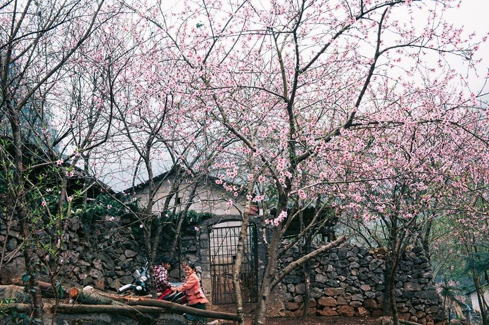 Ghé Sủng Là chiêm ngưỡng Mùa hoa mận trắng, hoa đào ở Hà Giang rực rỡ 5