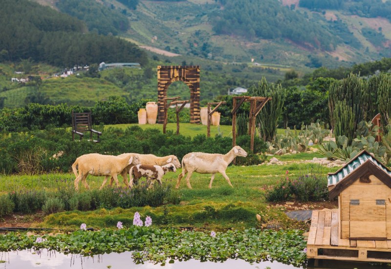 Mongo Land Dalat: Review A - Z giá vé và hoạt động vui chơi 3