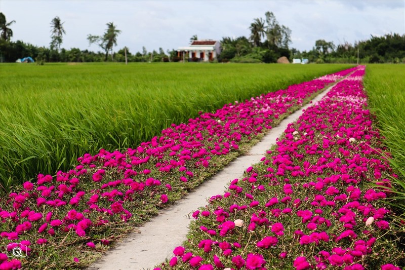 Du lịch Gò Công, khám phá từ di tích cổ đến biển Tân Thành 8