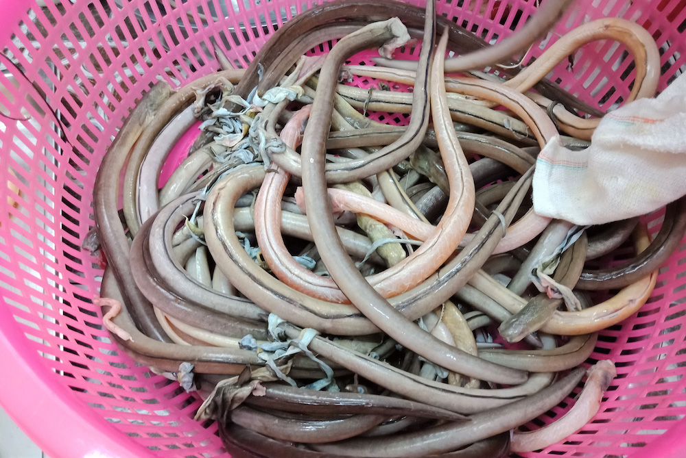 Gỏi cá nhệch Ninh Bình – Từ món dân dã đến đặc sản trứ danh 3