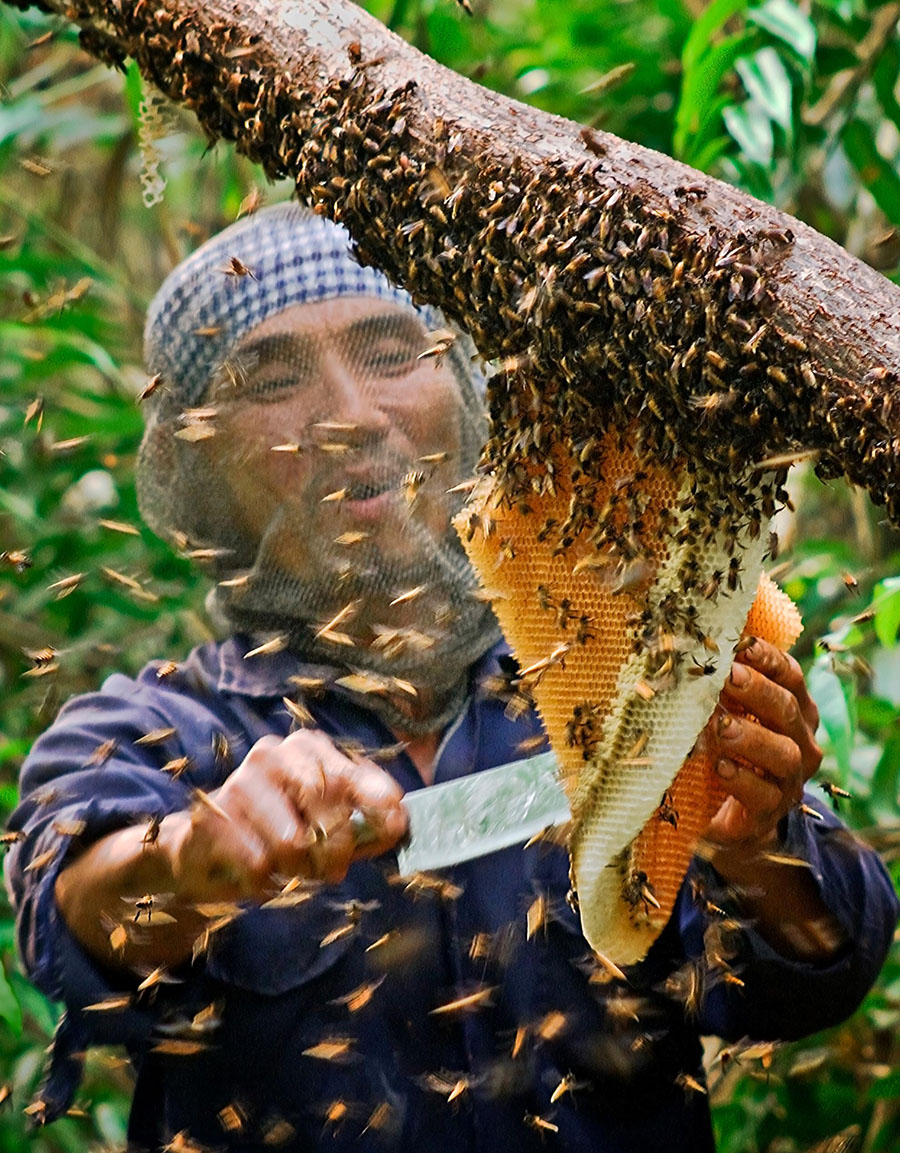 Gỏi nhộng ong rừng U Minh, đặc sản quý hiếm ở miệt rừng tràm 3